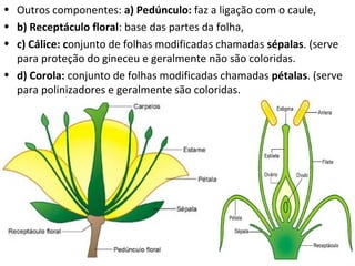 • Outros componentes: a) Pedúnculo: faz a ligação com o caule,
• b) Receptáculo floral: base das partes da folha,
• c) Cálice: conjunto de folhas modificadas chamadas sépalas. (serve
  para proteção do gineceu e geralmente não são coloridas.
• d) Corola: conjunto de folhas modificadas chamadas pétalas. (serve
  para polinizadores e geralmente são coloridas.
 