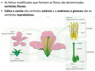 • As folhas modificadas que formam as flores são denominadas
  verticilos florais:
• Cálice e corola são verticilos estéreis e o androceu e gineceu são os
  verticilos reprodutivos.
 