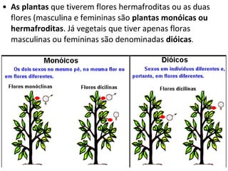 • As plantas que tiverem flores hermafroditas ou as duas
  flores (masculina e femininas são plantas monóicas ou
  hermafroditas. Já vegetais que tiver apenas floras
  masculinas ou femininas são denominadas dióicas.
 