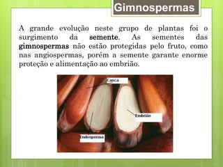 Gimnospermas
A grande evolução neste grupo de plantas foi o
surgimento da semente. As sementes das
gimnospermas não estão protegidas pelo fruto, como
nas angiospermas, porém a semente garante enorme
proteção e alimentação ao embrião.
 