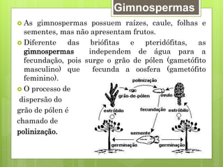 Gimnospermas
 As gimnospermas possuem raízes, caule, folhas e
sementes, mas não apresentam frutos.
 Diferente das briófitas e pteridófitas, as
gimnospermas independem de água para a
fecundação, pois surge o grão de pólen (gametófito
masculino) que fecunda a oosfera (gametófito
feminino).
 O processo de
dispersão do
grão de pólen é
chamado de
polinização.
 