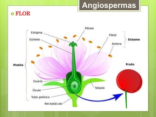 Angiospermas
 FLOR
 