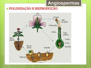 Angiospermas
 POLINIZAÇÃO E REPRODUÇÃO
 