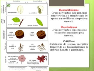 Monocotiledôneas
Grupo de vegetais cuja principal
característica é a manifestação de
apenas um cotilédone compondo a
semente.
Dicotiledôneas
Grupo de vegetais contendo dois
cotilédones envolvidos pela
semente.
Cotilédone
Substância de reserva energética
transferida ao desenvolvimento do
embrião durante a germinação.
 
