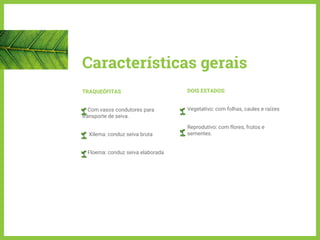 Características gerais
TRAQUEÓFITAS
Com vasos condutores para
transporte de seiva.
Xilema: conduz seiva bruta
Floema: conduz seiva elaborada
DOIS ESTADOS:
Vegetativo: com folhas, caules e raízes
Reprodutivo: com flores, frutos e
sementes.
 
