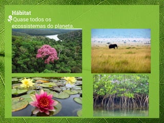 Hábitat
Quase todos os
ecossistemas do planeta.
 