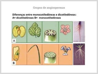 Grupos de angiospermas
 