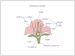 Estrutura da flor
 