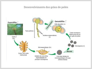 Desenvolvimento dos grãos de polén
 