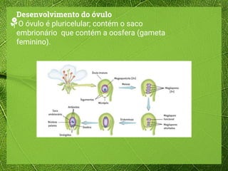 Desenvolvimento do óvulo
O óvulo é pluricelular; contém o saco
embrionário que contém a oosfera (gameta
feminino).
 
