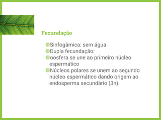 Fecundação
◍Sinfogâmica: sem água
◍Dupla fecundação:
◍oosfera se une ao primeiro núcleo
espermático
◍Núcleos polares se unem ao segundo
núcleo espermático dando origem ao
endosperma secundário (3n).
 