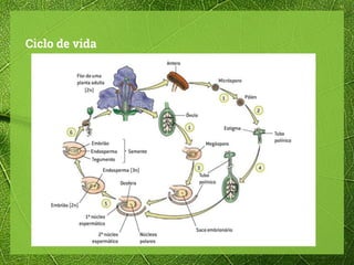 Ciclo de vida
 