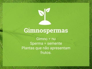 Gimnospermas
Gimno = nu
Sperma = semente
Plantas que não apresentam
frutos.
 