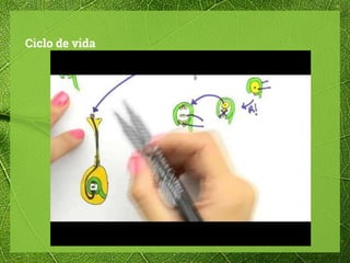 Ciclo de vida
 