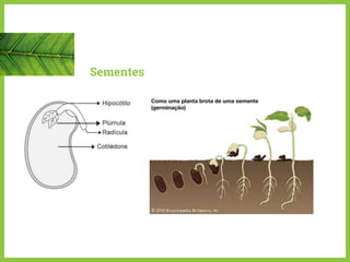 Sementes
 