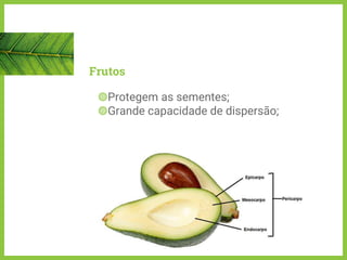 Frutos
◍Protegem as sementes;
◍Grande capacidade de dispersão;
 