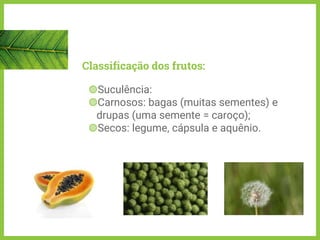 Classificação dos frutos:
◍Suculência:
◍Carnosos: bagas (muitas sementes) e
drupas (uma semente = caroço);
◍Secos: legume, cápsula e aquênio.
 