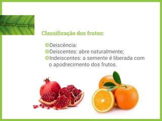 Classificação dos frutos:
◍Deiscência:
◍Deiscentes: abre naturalmente;
◍Indeiscentes: a semente é liberada com
o apodrecimento dos frutos.
 