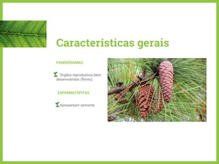 Características gerais
FANERÓGAMAS
Órgãos reprodutivos bem
desenvolvidos (flores).
ESPERMATÓFITAS
Apresentam semente
 