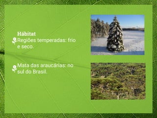 Hábitat
Regiões temperadas: frio
e seco.
Mata das araucárias: no
sul do Brasil.
 