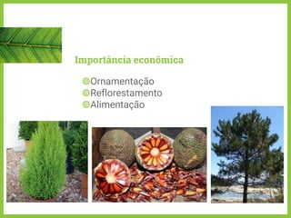 Importância econômica
◍Ornamentação
◍Reflorestamento
◍Alimentação
 