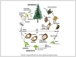 Ciclo reprodutivo das gimnospermas
 