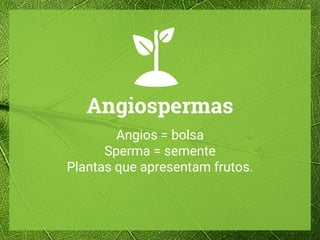 Angiospermas
Angios = bolsa
Sperma = semente
Plantas que apresentam frutos.
 