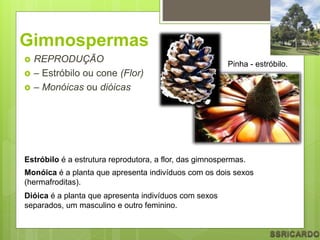 Gimnospermas
 REPRODUÇÃO
 – Estróbilo ou cone (Flor)
 – Monóicas ou dióicas
Pinha - estróbilo.
Estróbilo é a estrutura reprodutora, a flor, das gimnospermas.
Monóica é a planta que apresenta indivíduos com os dois sexos
(hermafroditas).
Dióica é a planta que apresenta indivíduos com sexos
separados, um masculino e outro feminino.
 