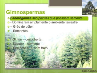 Gimnospermas
 Fanerógamas são plantas que possuem semente.
 • Dominaram amplamente o ambiente terrestre
 – Grão de pólen
 – Sementes
 • Gimno – descoberta
 • Sperma – semente
 – Semente nua, sem fruto
 