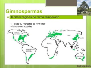 Gimnospermas
 Habitam regiões de clima temperado
– Taigas ou Florestas de Pinheiros
– Mata de Araucárias
 