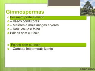 – Camada impermeabilizante
Gimnospermas
 Possuem porte elevado
 – Vasos condutores
 – Maiores e mais antigas árvores
 – Raiz, caule e folha
 Folhas com cutícula
 Folhas com cutícula
 – Camada impermeabilizante
 