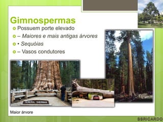 Gimnospermas
 Possuem porte elevado
 – Maiores e mais antigas árvores
 • Sequóias
 – Vasos condutores
Maior árvore
 