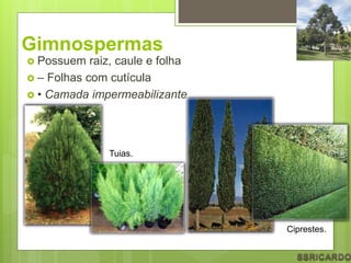 Gimnospermas
 Possuem raiz, caule e folha
 – Folhas com cutícula
 • Camada impermeabilizante
Ciprestes.
Tuias.
 
