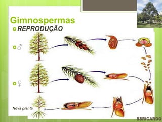 Gimnospermas
REPRODUÇÃO
♂
♀
Nova planta
 