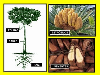 ESTRÓBILOSESTRÓBILOS
SEMENTESSEMENTES
CAULECAULE
FOLHASFOLHAS
RAIZRAIZ