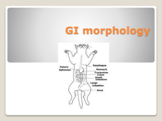 GI morphology
 