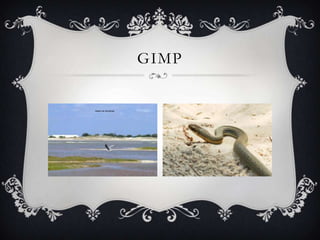 GIMP

 