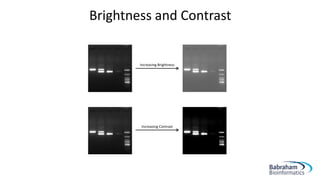 Brightness and Contrast
Increasing Brightness
Increasing Contrast
 