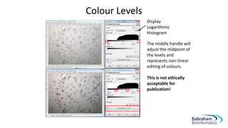 Colour Levels
Display
Logarithmic
Histogram
The middle handle will
adjust the midpoint of
the levels and
represents non-linear
editing of colours.
This is not ethically
acceptable for
publication!
 