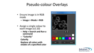 • Ensure image is in RGB
mode
– Image > Mode > RGB
• Assign a single colour to
each image (v2.10)
– Help > Search and Run a
command
– “Colorify”
Colorify
Replace all colors with
shades of a specified color
Pseudo-colour Overlays
 