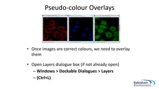 • Once images are correct colours, we need to overlay
them
• Open Layers dialogue box (if not already open)
– Windows > Dockable Dialogues > Layers
– (Ctrl+L)
Pseudo-colour Overlays
 