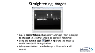 Straightening Images
• Drag a horizontal guide line onto your image (from top ruler)
to intersect an area that should be perfectly horizontal
• Using the ‘Rotate’ tool (Shift + R) rotate the image so
that it lines up with the guideline
• When you start to rotate the image, a dialogue box will
appear
 