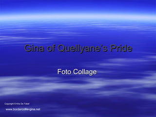 Gina of Quellyane’s Pride Foto Collage  Copyright © Kris De Tobel www.bordercollie-gina.net 