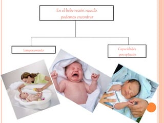 En el bebe recién nacido 
podemos encontrar 
Capacidades 
perceptuales 
temperamento 
 
