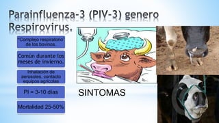 “Complejo respiratorio”
de los bovinos.
Común durante los
meses de invierno.
Inhalación de
aerosoles, contacto
equipos agrícolas
PI = 3-10 días
Mortalidad 25-50%
SINTOMAS
 