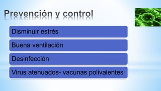 Disminuir estrés
Buena ventilación
Desinfección
Virus atenuados- vacunas polivalentes
 