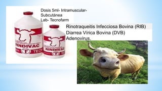 Dosis 5ml- Intramuscular-
Subcutánea
Lab- Tecnofarm
Rinotraqueitis Infecciosa Bovina (RIB)
Diarrea Vírica Bovina (DVB)
Adenovirus.
 