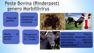 “Plaga del
ganado”.
Declaración
obligatoria e
inmediata.
Afecta al
ganado
bovino.
Patogénesis
=> tonsilas y
G.L. locales
SINTOMAS : Fiebre-
estomatitis- erosiones vías
respiratorias, sialorrea
abundante y diarrea
sanguinolenta
 