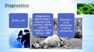 ELISA y VN
Diagnostico
diferencial=>
diarrea viral
bovina, fiebre
catarral
maligna, fiebre
aftosa y RIB
Vacunas=>
vivas
atenuadas
y termo
resistentes
 