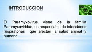 El Paramyxovirus viene de la familia
Paramyxoviridae, es responsable de infecciones
respiratorias que afectan la salud animal y
humana.
 